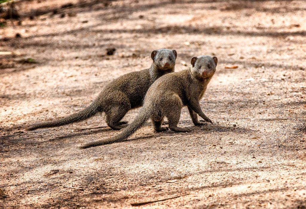 Honeyguide Tented Safari Camp - Khoka Moya Manyeleti Game Reserve Exterior foto