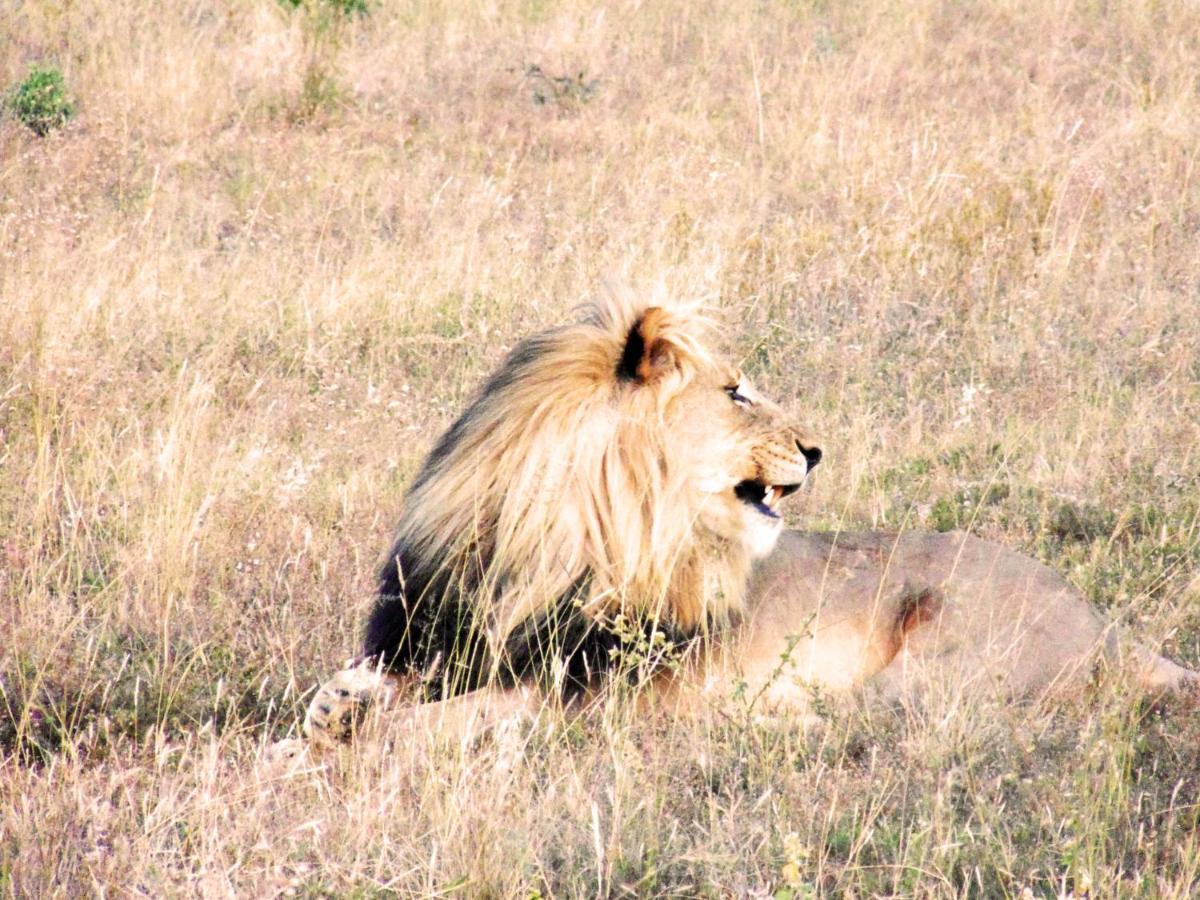 Honeyguide Tented Safari Camp - Khoka Moya Manyeleti Game Reserve Exterior foto