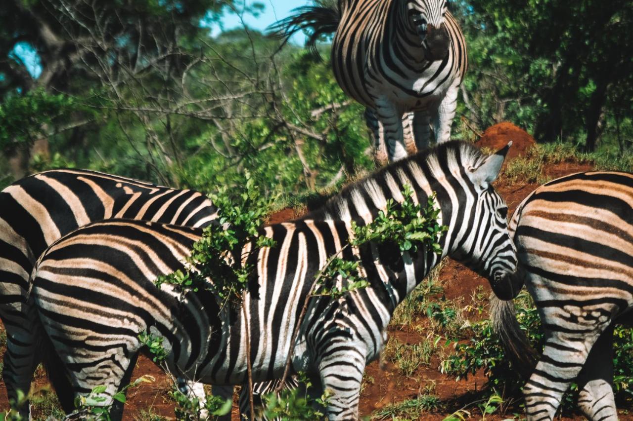 Honeyguide Tented Safari Camp - Khoka Moya Manyeleti Game Reserve Exterior foto